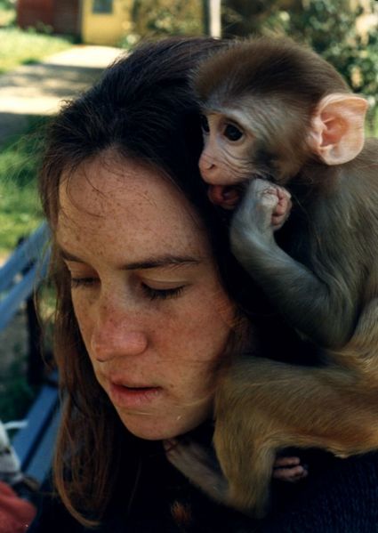 תמונה:הקופיף שגדל במשק ואומץ עי משפחת דיין.jpg