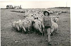 בתיה עם הצאן